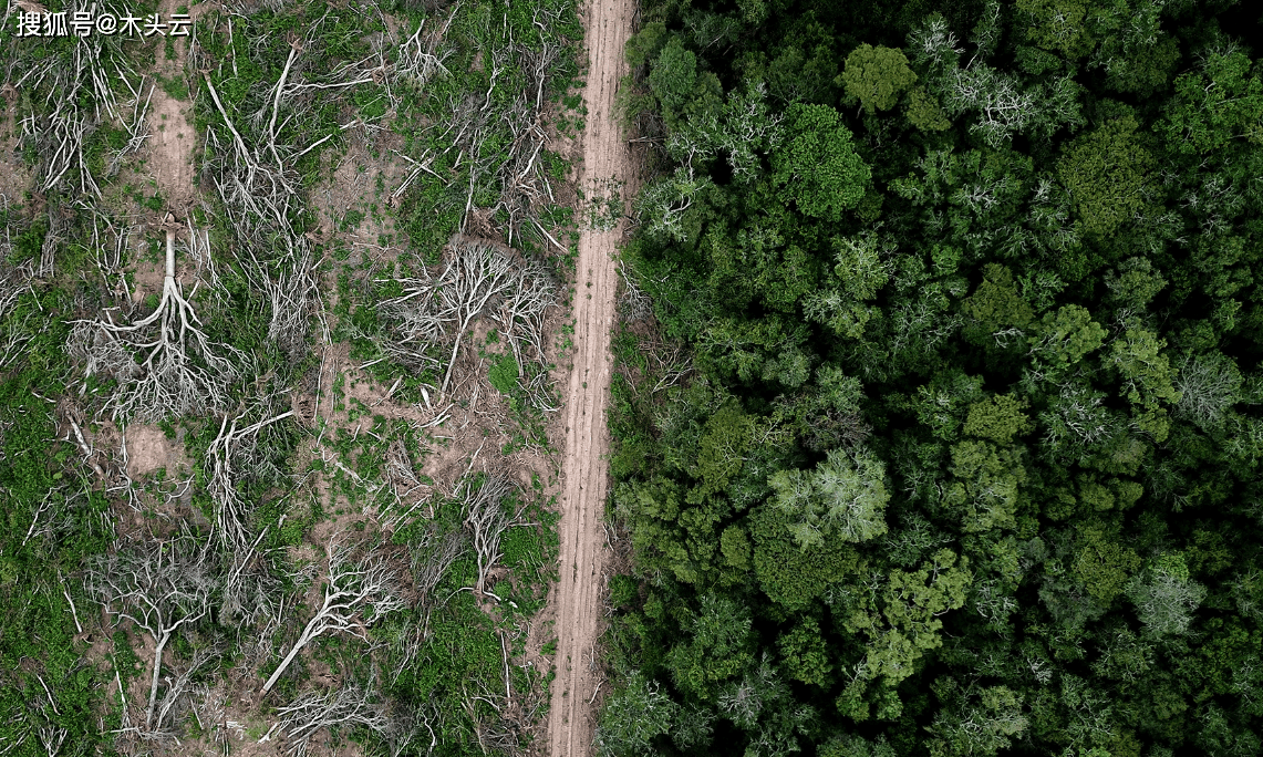 热带地区原始森林损失有所缓解,但威胁依然存在