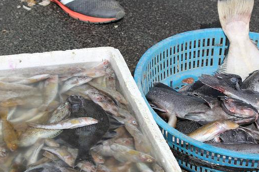 原创春暖花开海捕升温青岛渔港海鲜俏