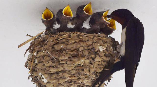 原创俗语燕子不进愁家门是什么意思燕子是怎么知道的呢