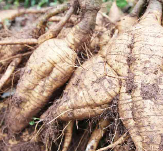 常喝这款葛根茶,血糖嗖嗖降.