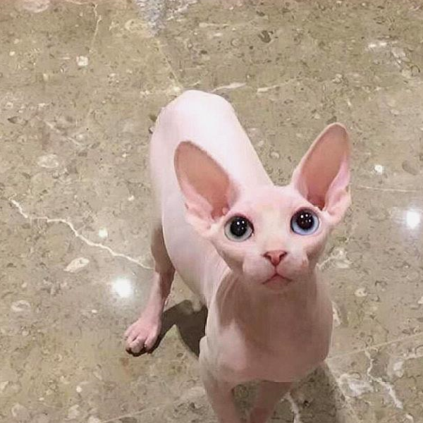 加拿大无毛猫:人家没有毛但照样可爱