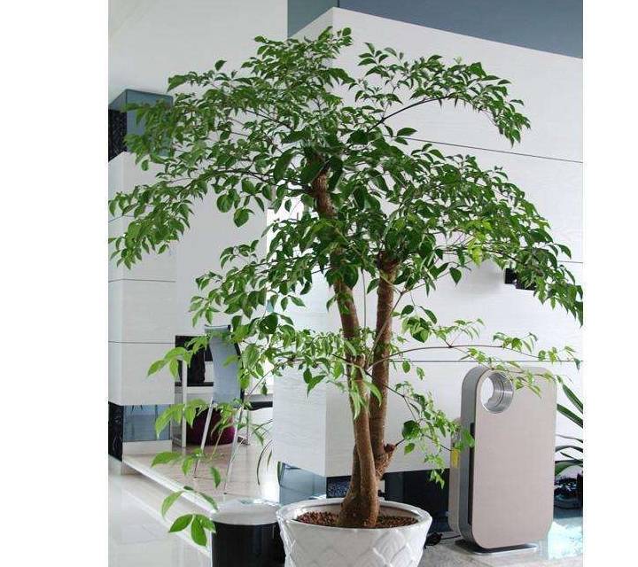 原创客厅养盆幸福树天天猛窜个叶片绿油油太高了只能抹头啦