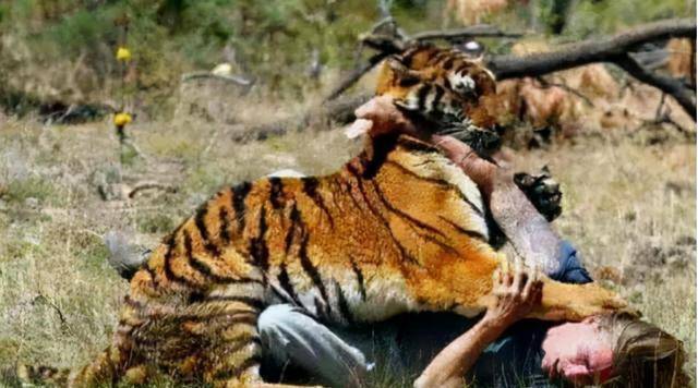 原创老虎伤人后为何不能关起来非要杀掉专家的解释让人直冒冷汗