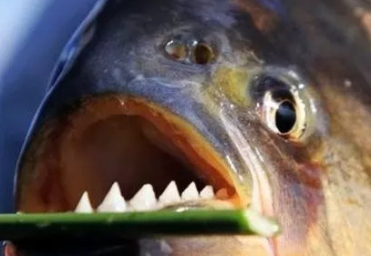 食人鱼的牙齿有多厉害呢?做实验得出的结果是你想象不到的