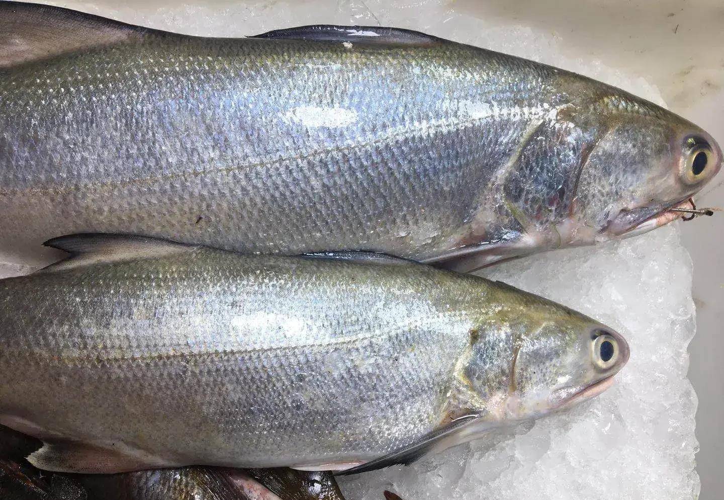 原创马友鱼的技巧钓法掌握鱼的持性用对钓法钓它还不是简简单单