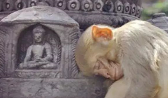 2分钟动物拜佛视频,刷爆圈子!太神奇_佛像_寺庙_老鼠