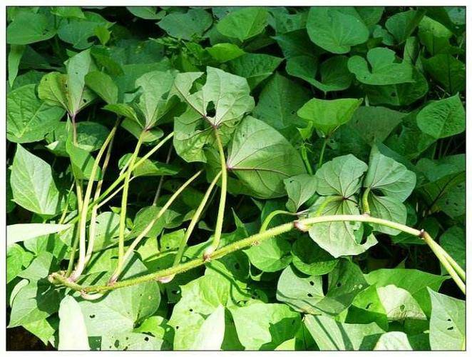 丰灿农资教你园艺小妙招用编织袋种植红薯不仅简单还能高产