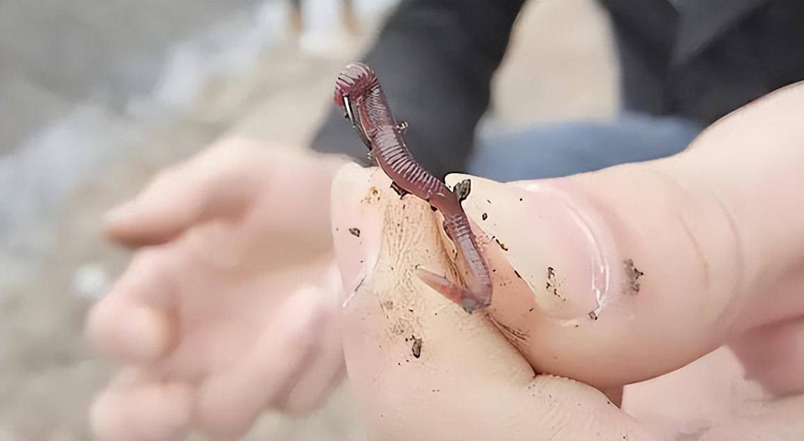 原创为什么地面的蚯蚓能钓水里的鱼鱼真的独爱蚯蚓吗事实并非如此