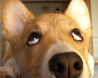 哈士奇_柴犬_回应