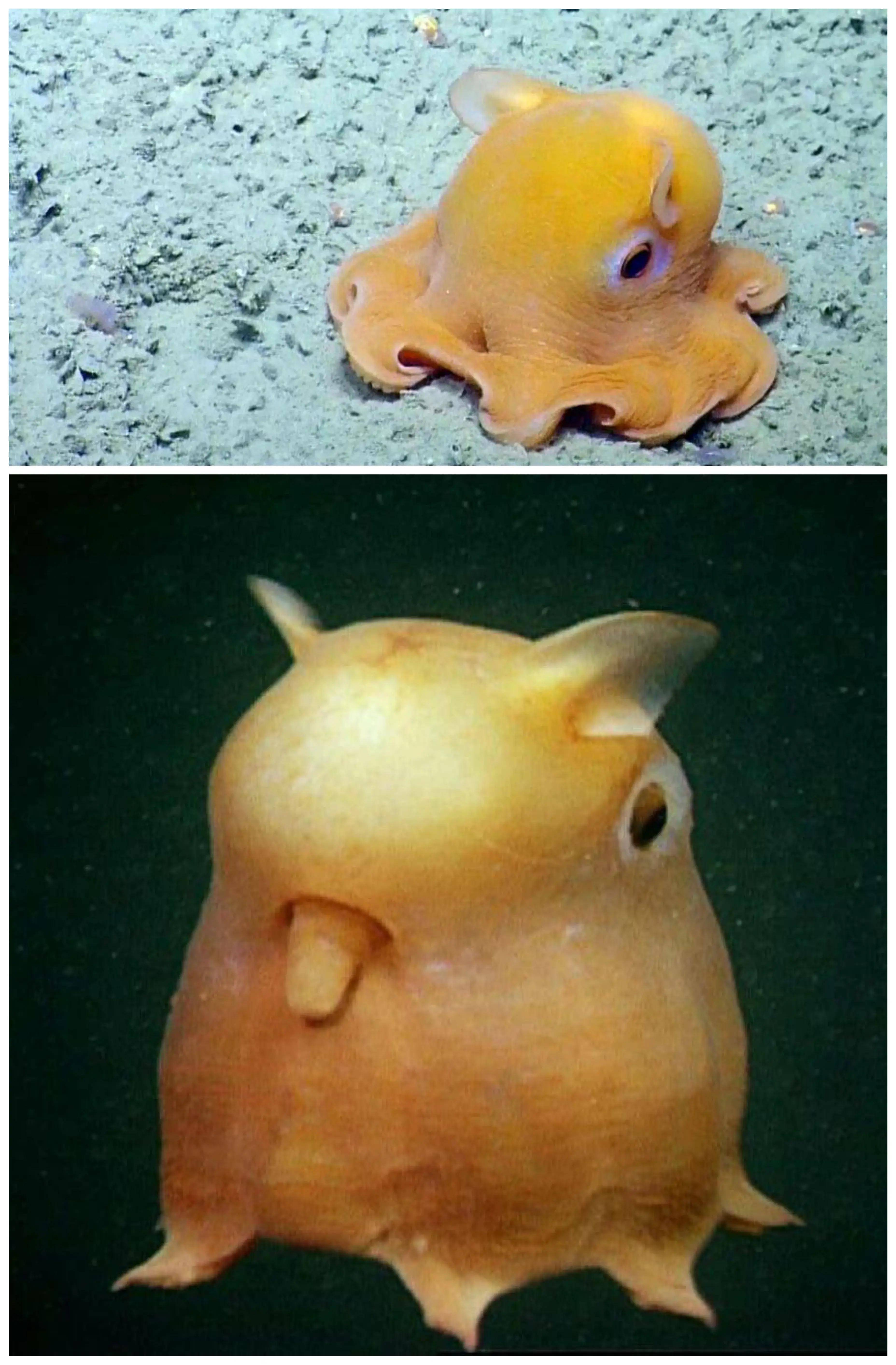 10,小飞象章鱼,人们叫它笨蛋章鱼,形象萌萌呆呆的,是由它的形象而得名