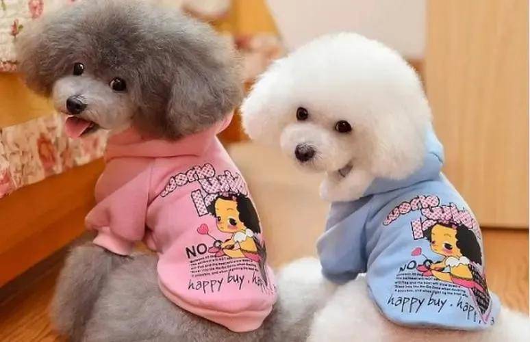 泰迪犬智商是狗界的爱因斯坦智力排行第二名为什么是宠物界的超级明星