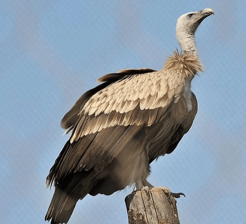 女驴友坠崖45分钟即被秃鹫吞食至白骨,秃鹫会吃活物?_动物_保护_悲剧