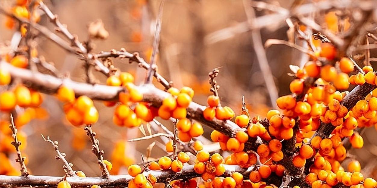 你绝对想不到的宝藏食物_沙棘_原浆_果实