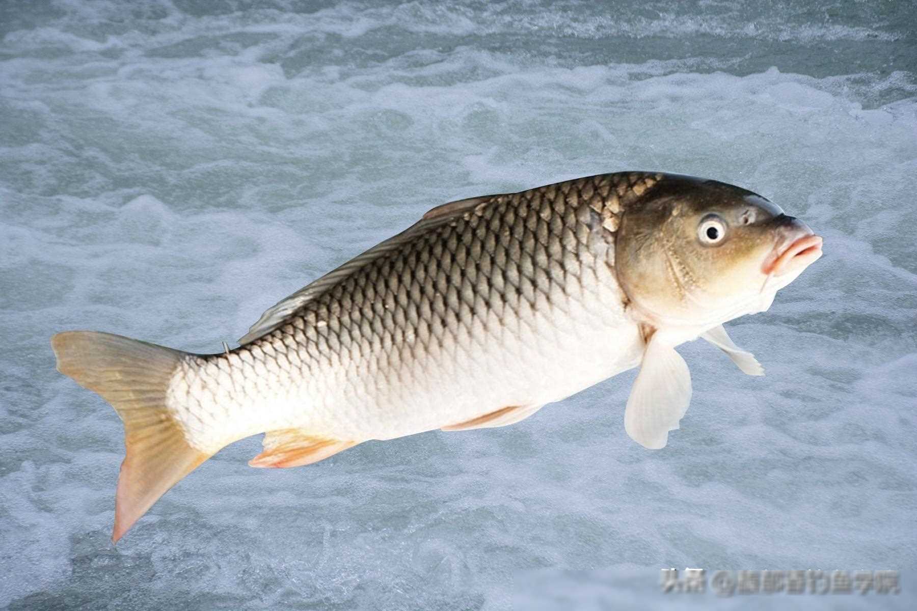 黑坑鲤鱼的5个习性,钓黑坑鲤鱼必备知识