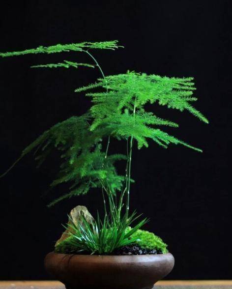 原创冬季文竹怎样养可以顺利越冬