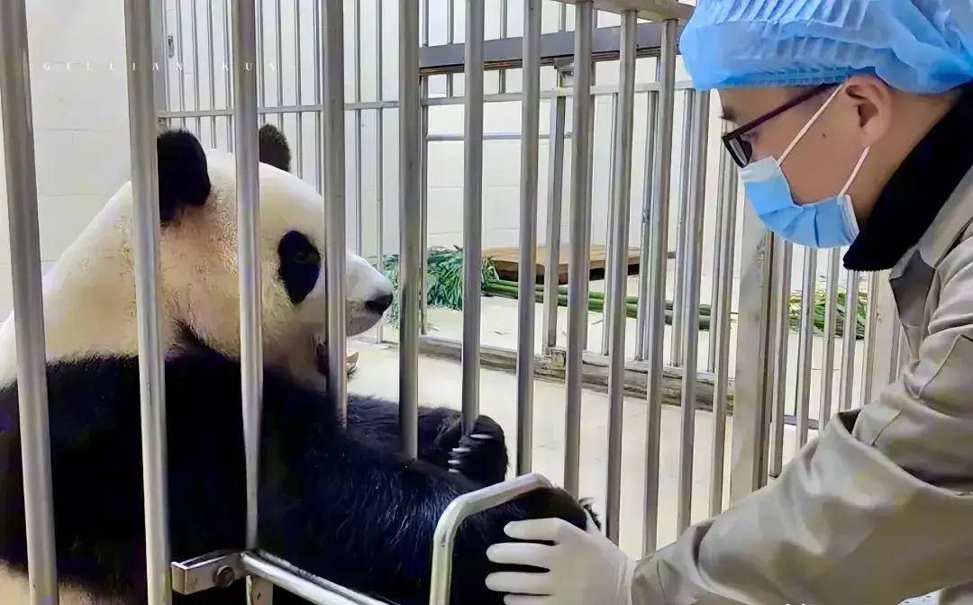 原创旅韩大熊猫园欣脱毛惹心疼韩方被曝克扣水果导致营养不良