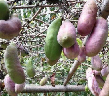 原创乡间常见的三种野果见过两种算你厉害吃过一种才算得上吃货