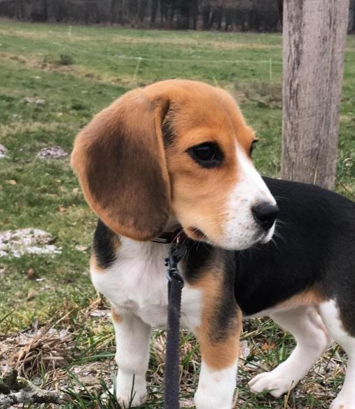 宠物相当于宠物的孩子对于弃养理由都跟不想花钱有关