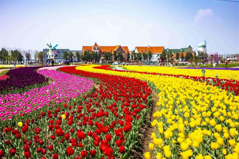 江苏连云港灌云县20万株郁金香盛开伊园春光撩人心醉