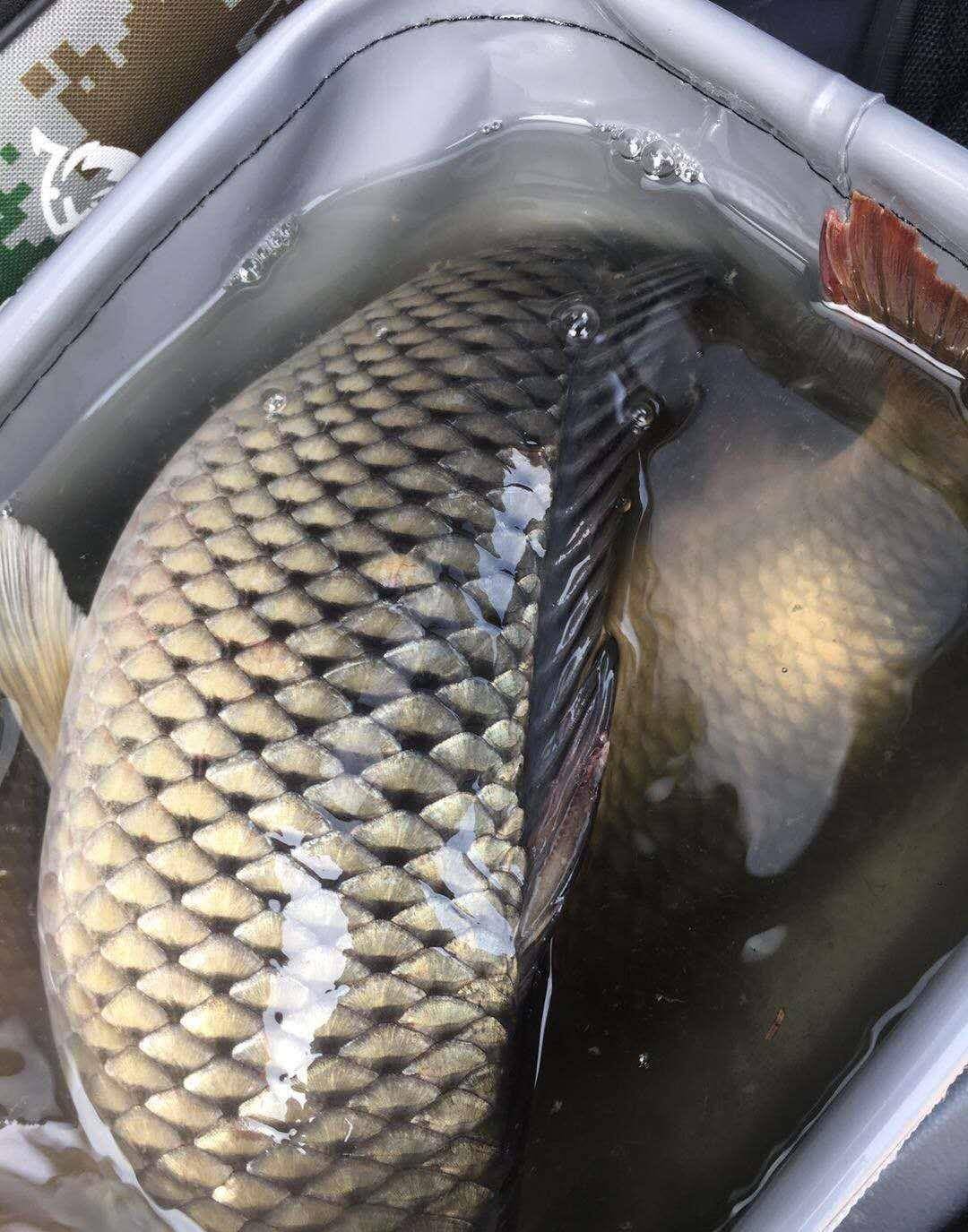 仲春的鲤鱼食量很大,这样钓胳膊拉软,一条爆护很常见