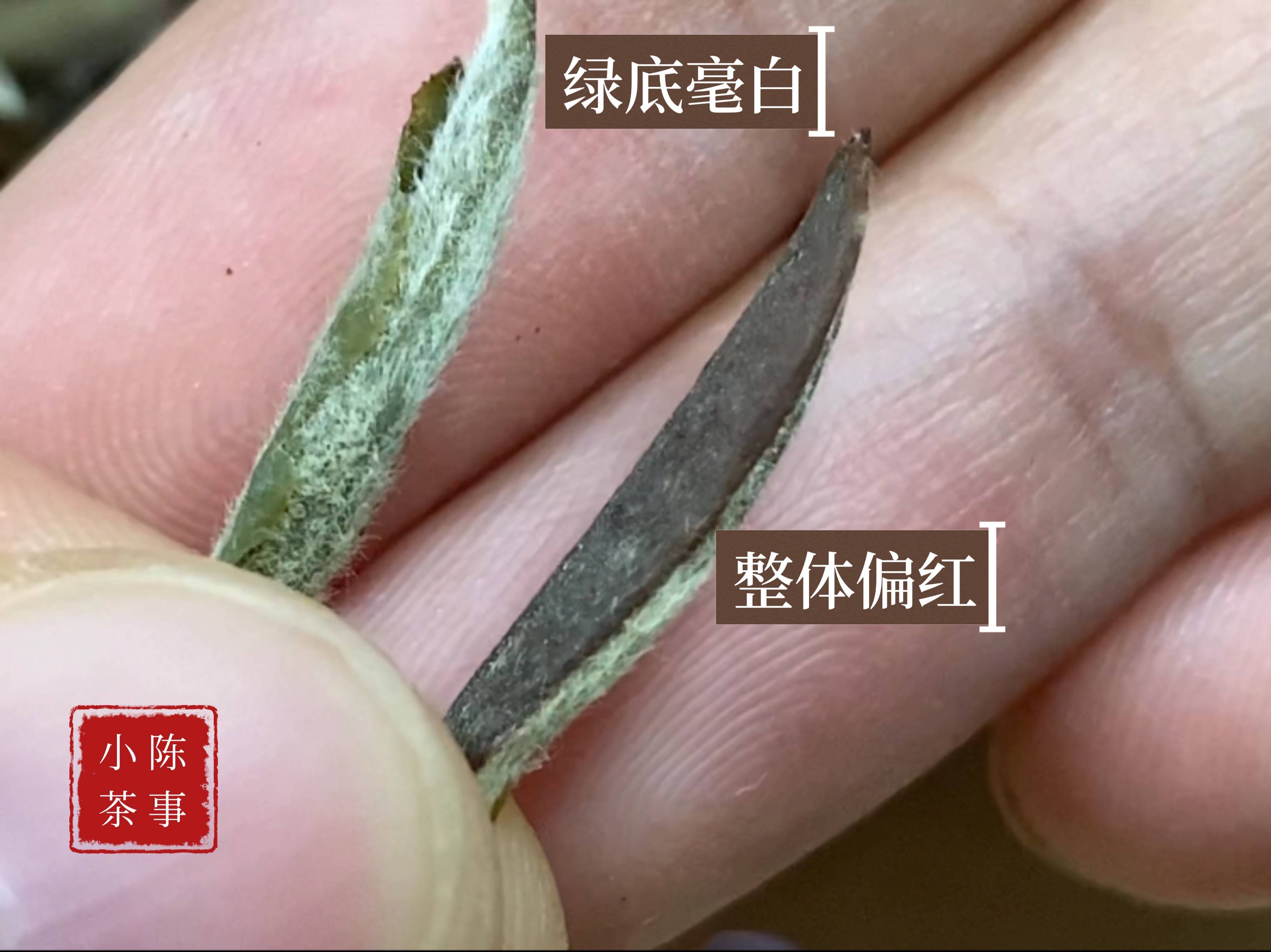 原创白毫银针买到手怎么知道是买亏还是买值了记住这6点