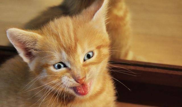 进攻_脾气_耳朵