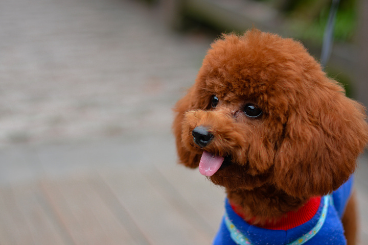 盘点世界6大萌犬,巴哥第2,泰迪第4,二哈排第几?_狗狗_家伙_个子