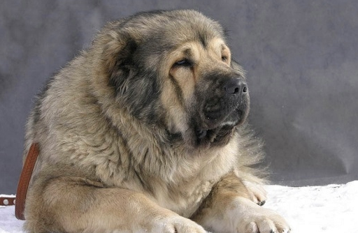 除了比特犬这些凶猛的犬种你都见过吗有些可能都没听说过