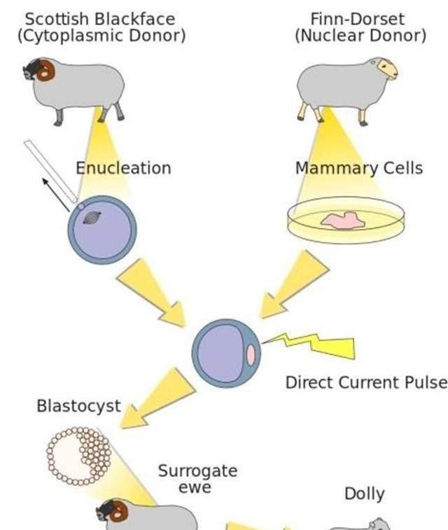 克隆羊多莉人类克隆技术里程碑式的代表可下场你知道吗