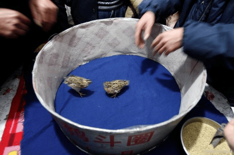 王成听了这话转悲为喜,带着最后活下来的一只鹌鹑进入了斗鹌鹑的市场
