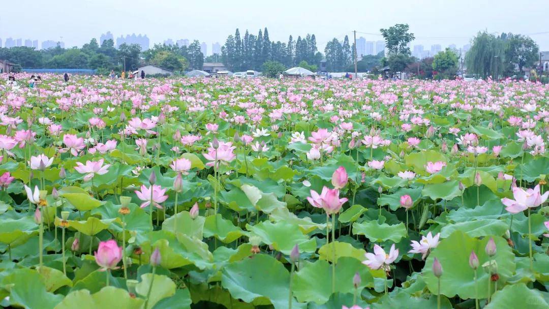 怀仁康养丨刘家渡田园康养综合体项目一期工程破土启动