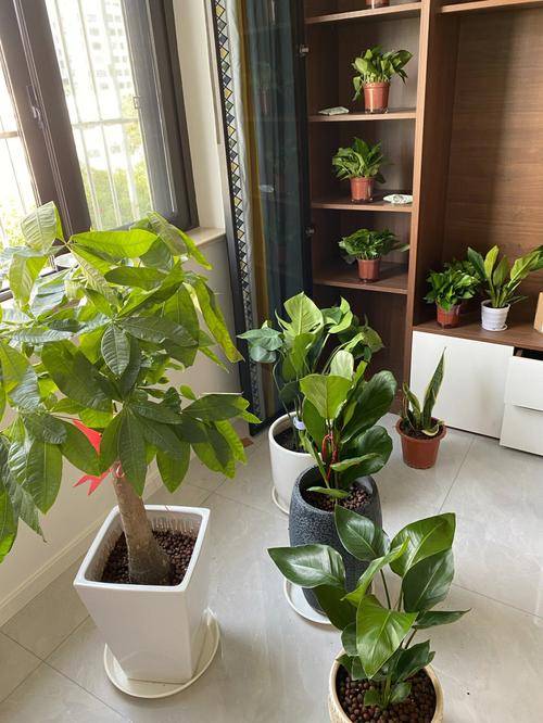 净化_装修_植物