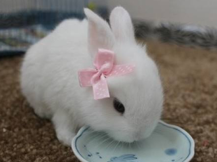 冬天快到了,软萌公主兔该如何过冬?这些准备可不能少!_兔子_食物_营养