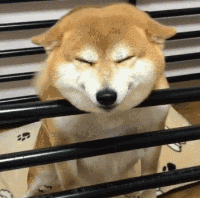 狗狗_家伙_个子