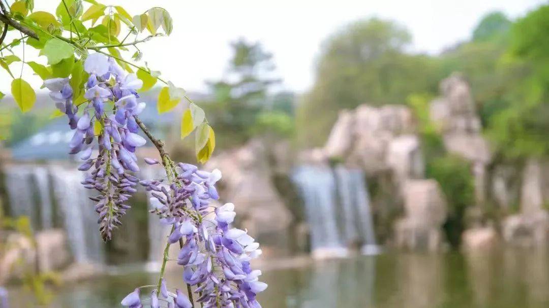 苏州这些地方可以赏紫藤花→_公园_景区_紫色