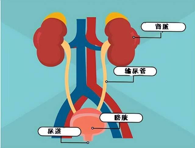 膀胱炎 尿道炎图片