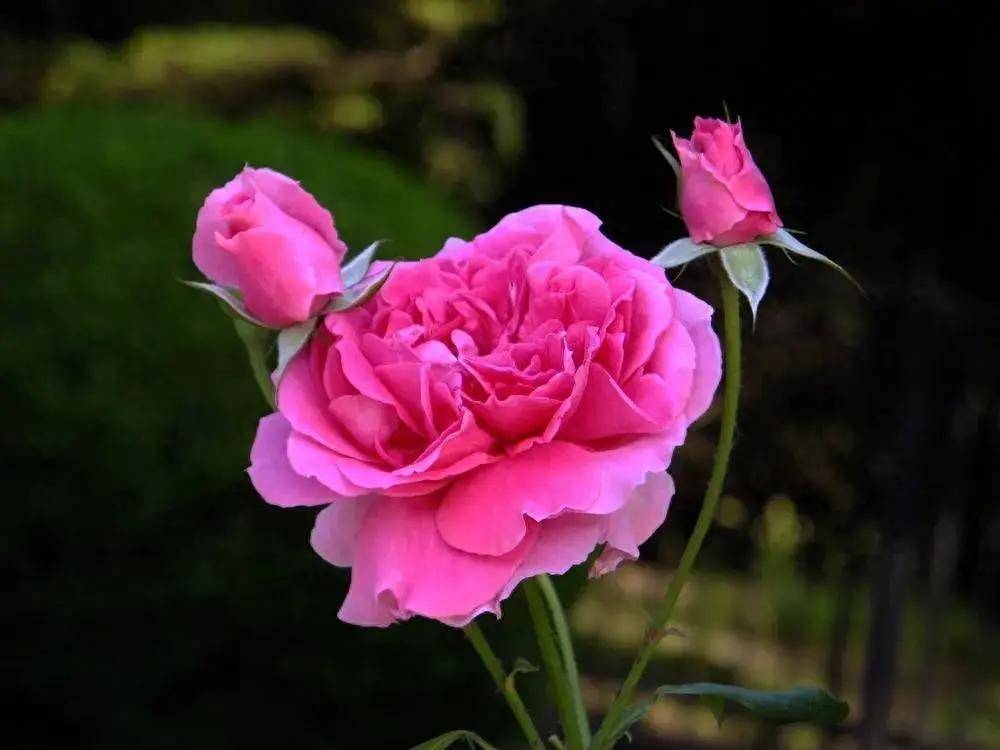 分享图片一婀娜多姿娇艳动人的月季花