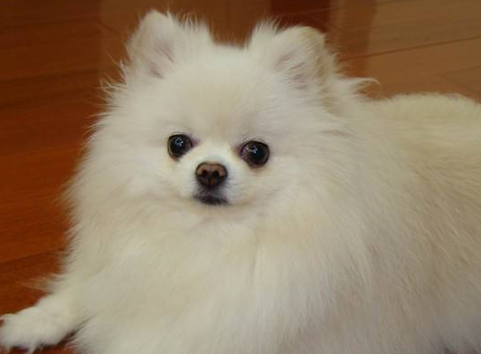 原创主人在路边捡到一只灰色博美外型长得太奇特网友快进精灵球