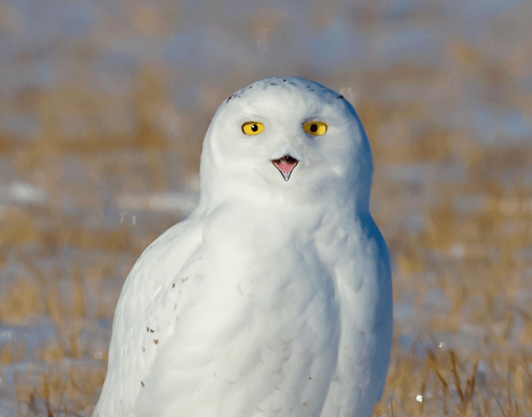 会带"彩礼"求偶的雪鹰,1年狂杀上千只老鼠,还会用老鼠做窝?