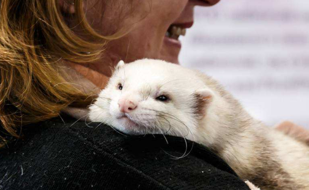 原创原来雪貂在成为宠物前还有这样的功能
