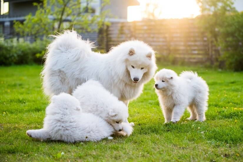 原创两个月大的萨摩耶幼犬吃什么狗粮好萨摩耶幼犬排行榜