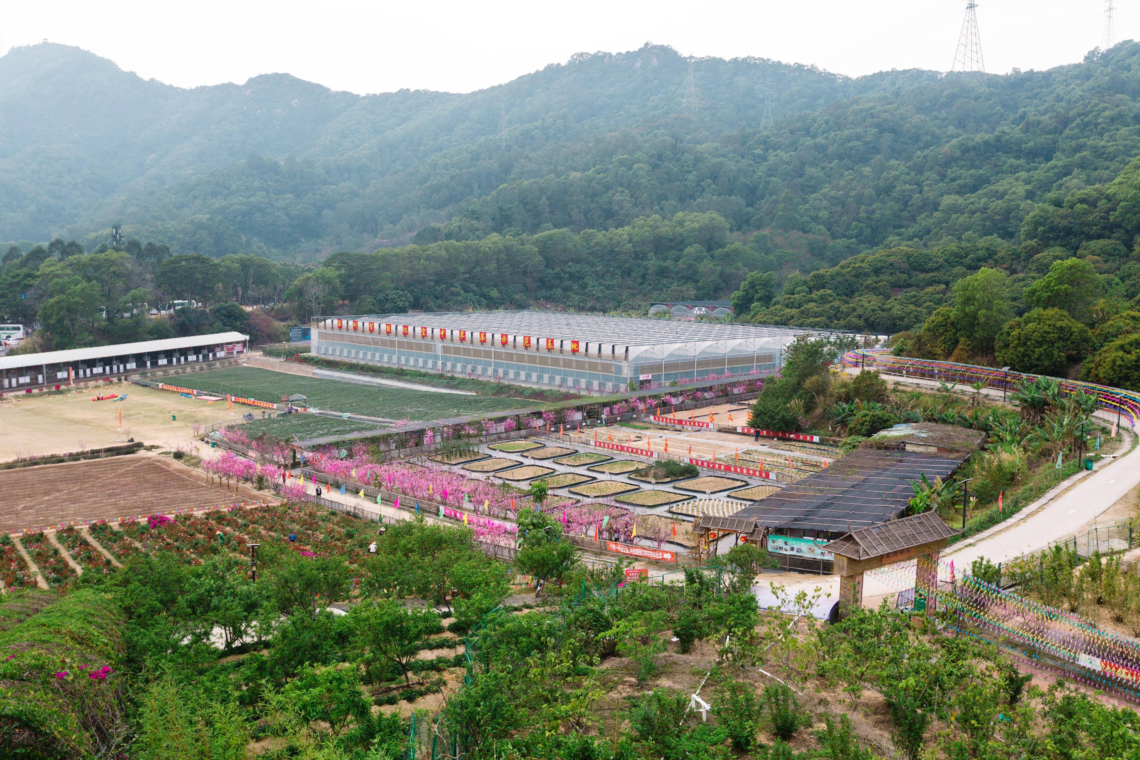张素素:我,服装设计女总,转行开发凤凰山,做都市农业,成深圳著名景点