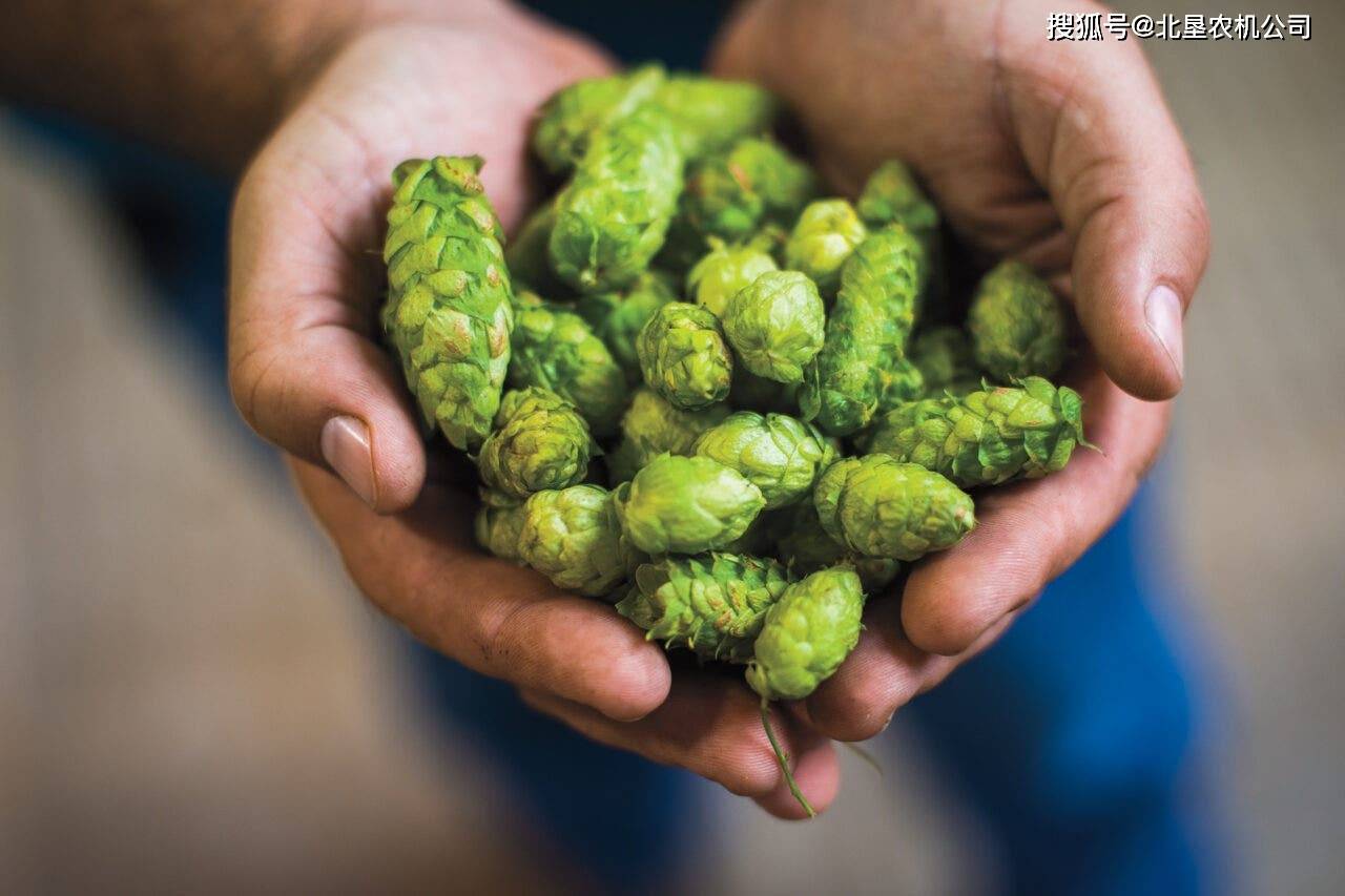 优质啤酒花造就优质啤酒美国农业如何与精酿啤酒厂共同发展