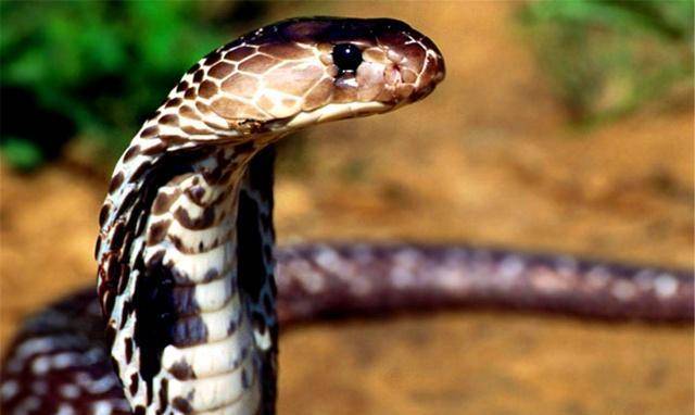 原创俗语是蛇一身冷是狼一身腥啥意思江山易改本性难移