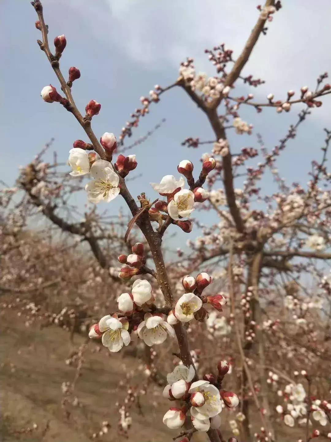 "杏"好遇见你 送你一份吐鲁番赏花攻略 开启"杏"福春游模式_杏花_新疆