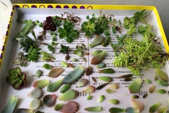 创作者
            多肉真菌，怎么做就可以1变100呢？这种做，1颗变为田立！(图1)