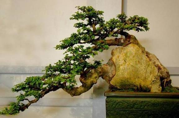 原创盆景小知识树桩盆景根部处理技巧你学会了吗