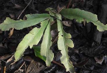 入地蜈蚣你了解多少?