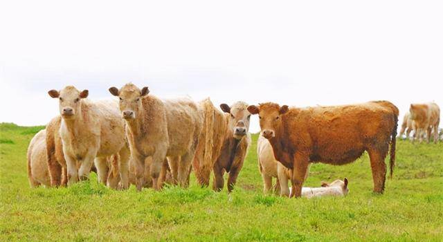 原创为啥要在奶牛身上挖个洞还经常用手去掏难道它们都不会痛吗