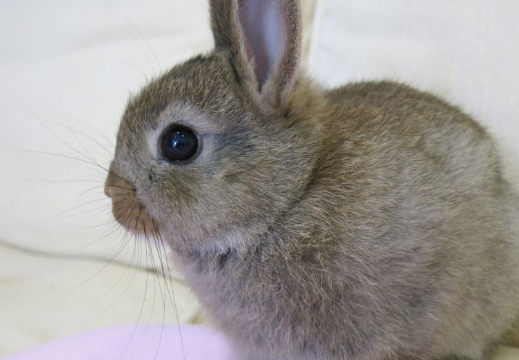 外来宠物:介绍十只漂亮外国兔子有你喜欢的吗?_品种_垂耳兔_因为